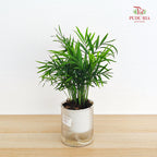 Hydro Mini Palm (Dracaena Sanderana)