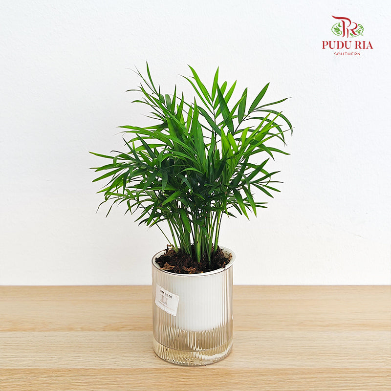 Hydro Mini Palm (Dracaena Sanderana)