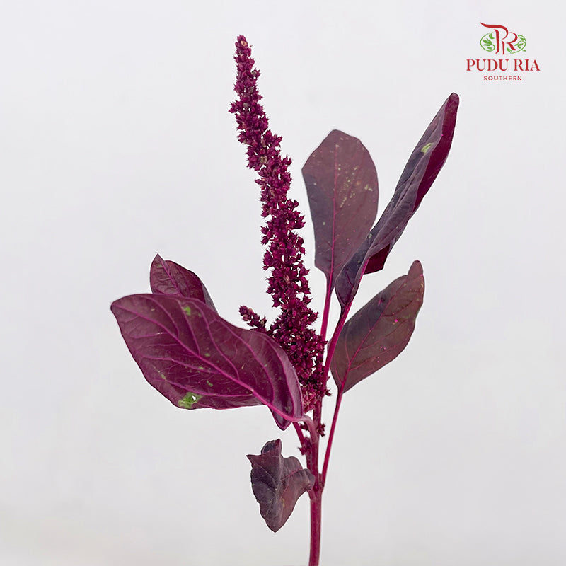 Amaranthus Straight Red 刺苋 - (Per Bundle)