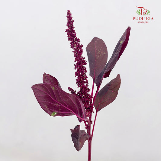 Amaranthus Straight Red 刺苋 - (Per Bundle)