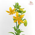 Lilium Hansonii (Hanson's Lily) - (5 Stems)