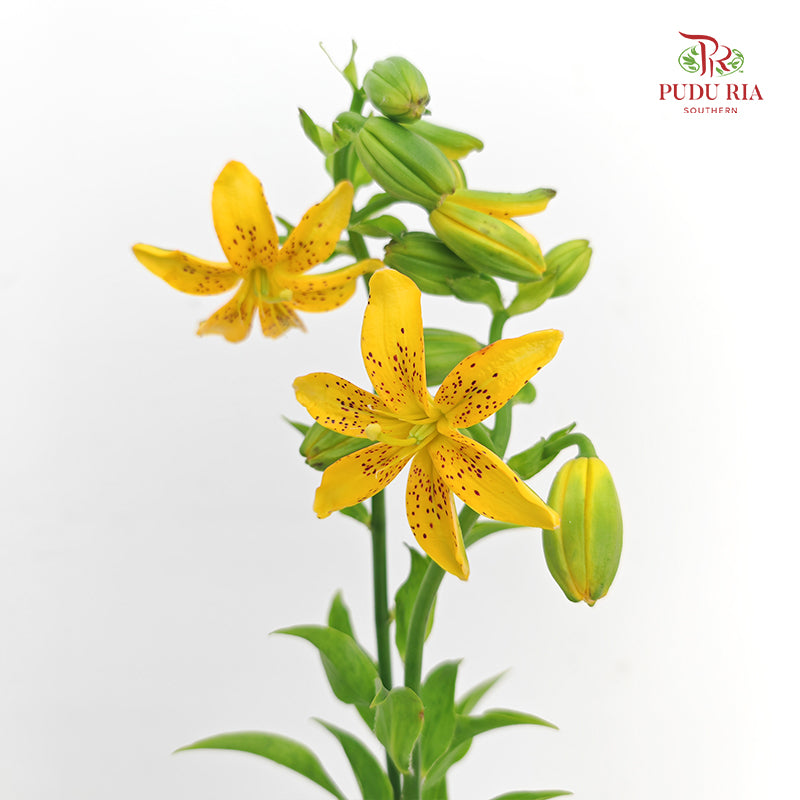 Lilium Hansonii (Hanson's Lily) - (5 Stems)