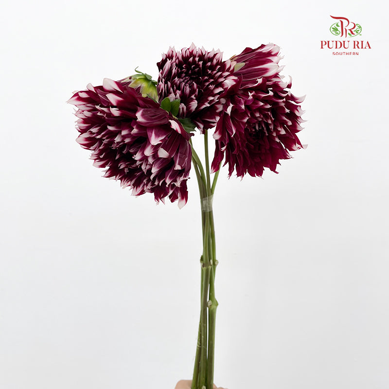 Dahlia Red - (Per Bundle)