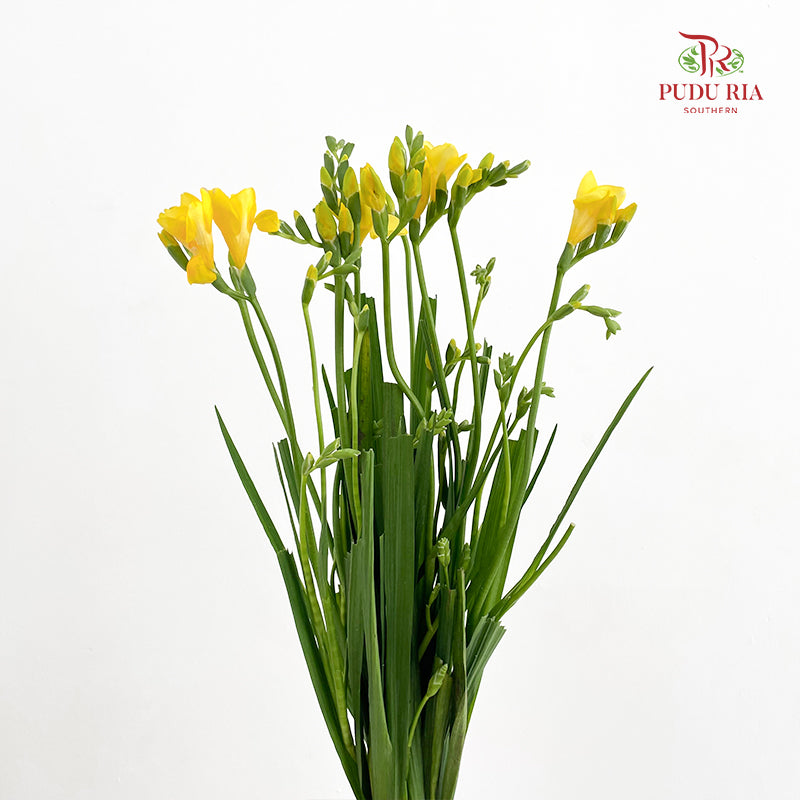 Freesia Yellow - (Per Bundle)