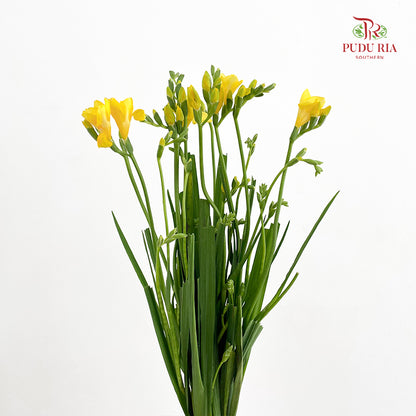 Freesia Yellow - (Per Bundle)