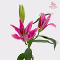 Lily Dark Pink - (5 Stems)