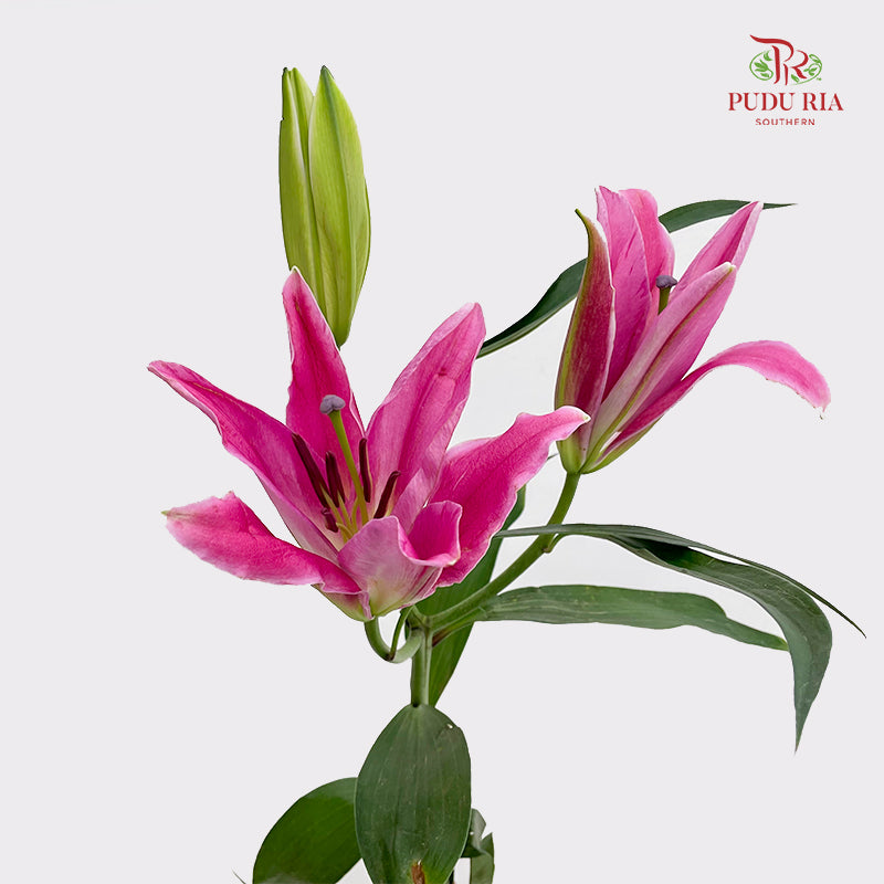 Lily Dark Pink - (5 Stems)