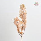 Dry Chestnut Leaf