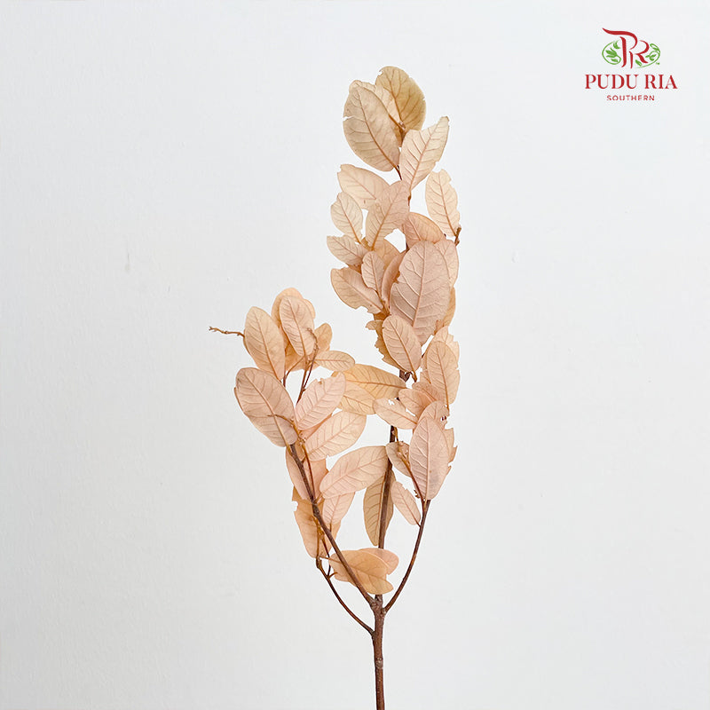 Dry Chestnut Leaf