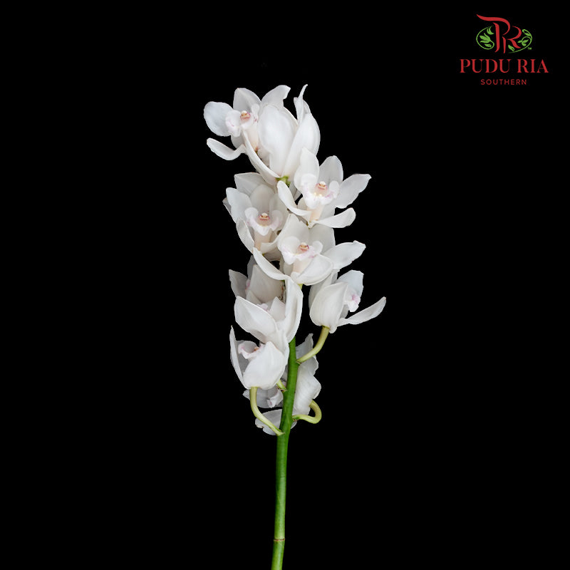 Cymbidium Orchids AAA White - (Per Stem)