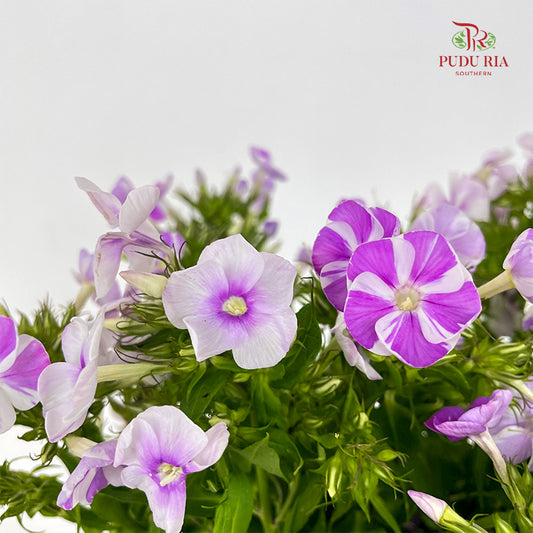 Phlox lLight Purple - (Per Bundle)