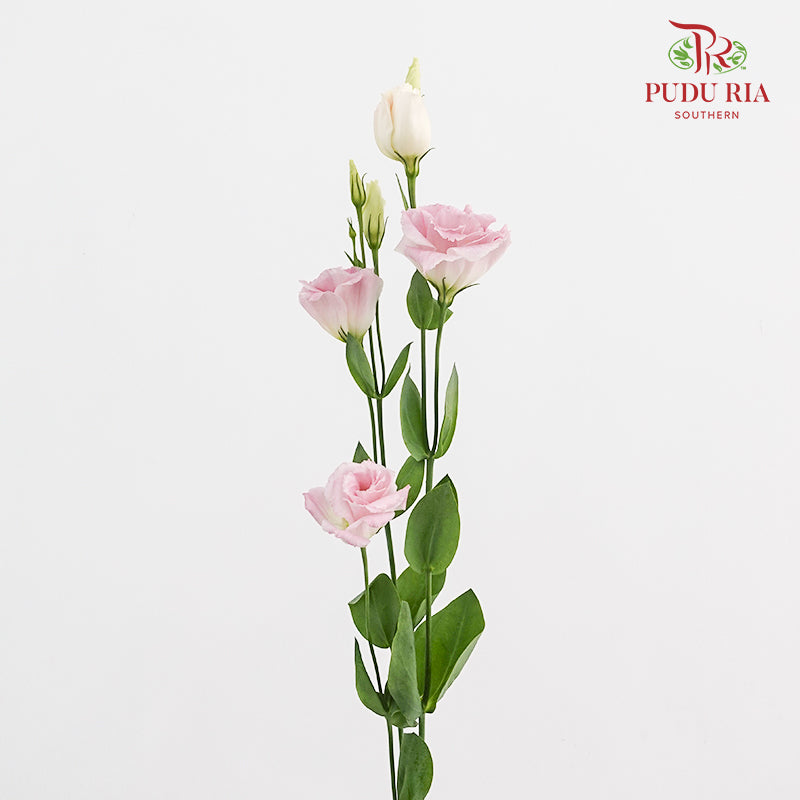 Eustoma Wave Pink - (12-15 Stems)