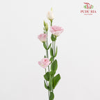 Eustoma Wave Pink - (12-15 Stems)