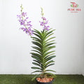 Mokara Orchid Pot - Purple - Pudu Ria Florist Southern