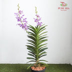 Mokara Orchid Pot - Purple - Pudu Ria Florist Southern