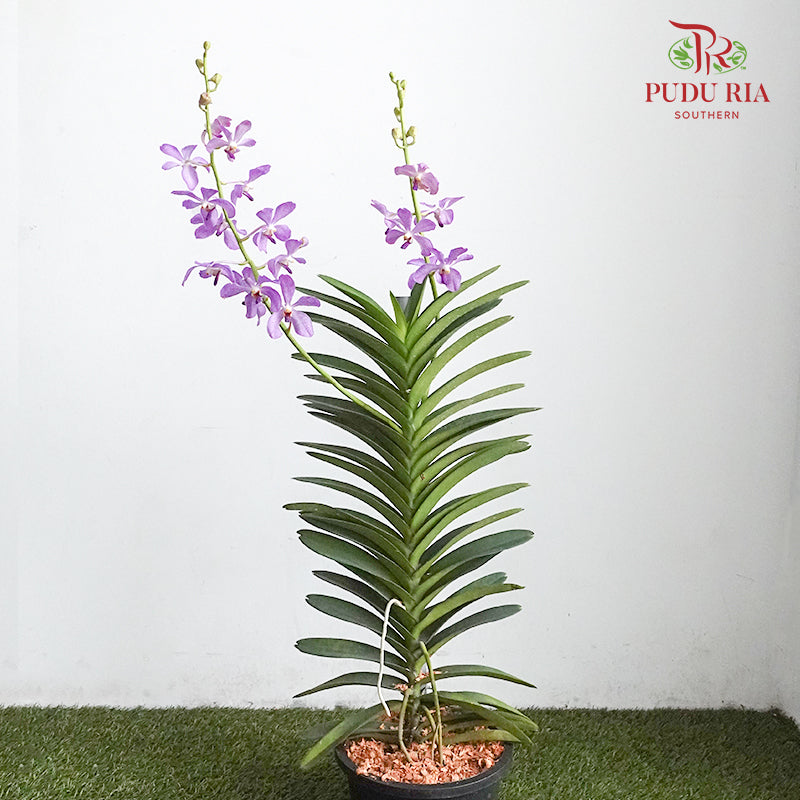 Mokara Orchid Pot - Purple - Pudu Ria Florist Southern