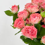 Rose Spray Fairy - (8-10 Stems)