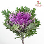 Brassica Lace Purple 芸薹属 - (Per Stem)