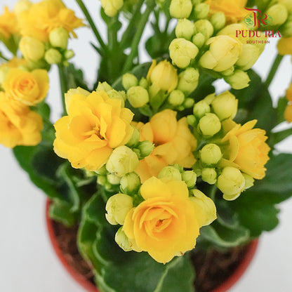 Kalanchoe 万紫千红