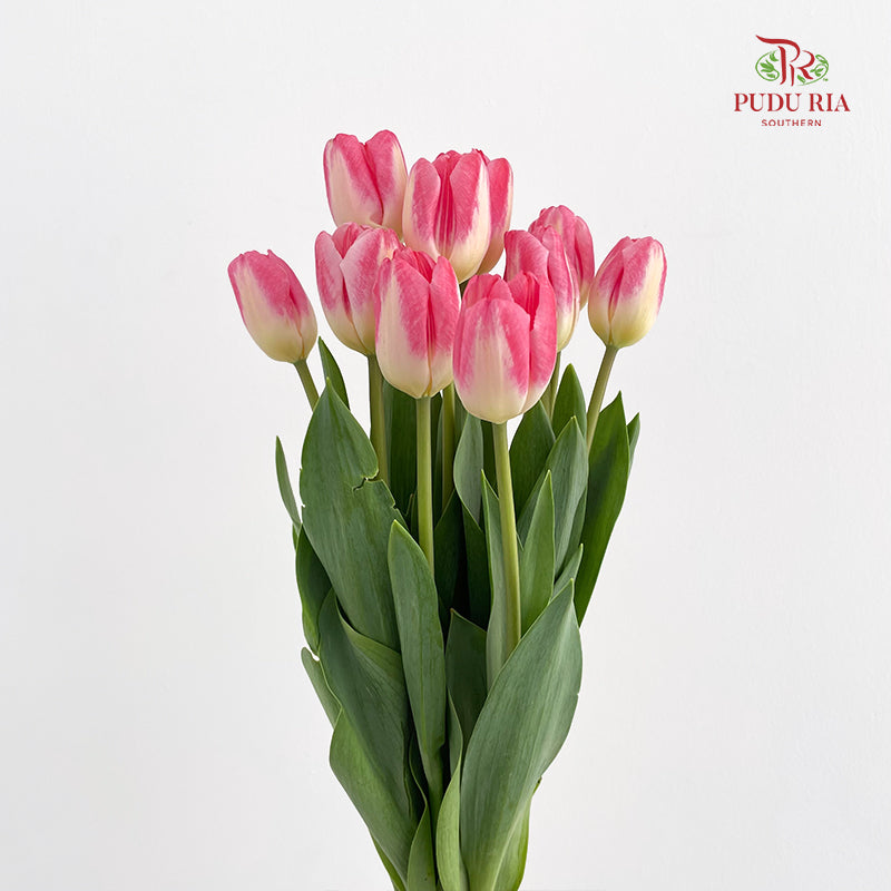 Tulip Pink 郁金香 - (8-10 Stems)