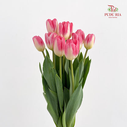 Tulip Tone Pink - (8-10 Stems)