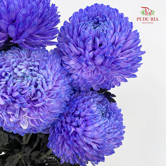 Peony Chrysanthemum Dyed Indigo - (5 Stems)