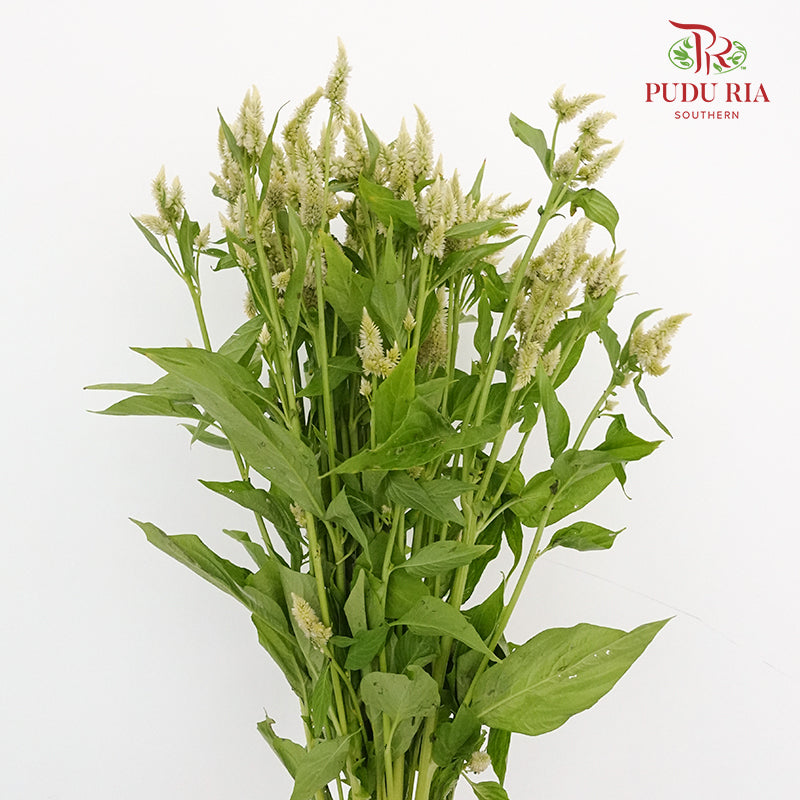Celosia Spray White (Per Bundle) - Pudu Ria Florist Southern