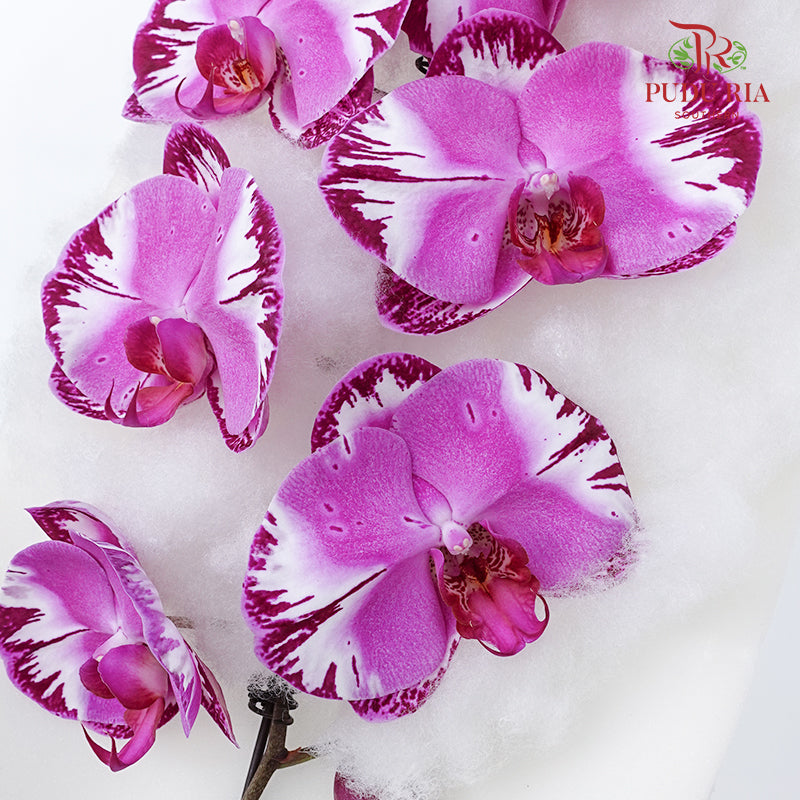 Phalaenopsis Orchid Two Tone Purple Premium Big Single Stem
