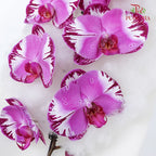 Phalaenopsis Orchid Two Tone Purple Premium Big Single Stem