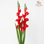 CNY Artificial Gladiolus 92cm - Red (2 Stems)