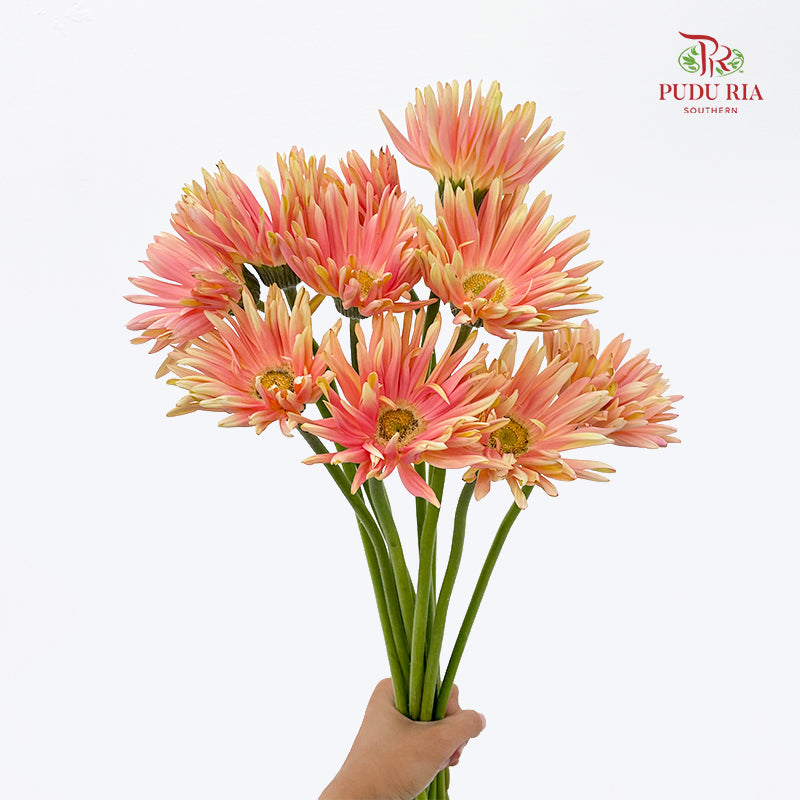Gerbera Pasta Pink 卷邊非洲菊 - (8-10 Stems)