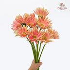 Gerbera Pasta Pink 卷邊非洲菊 - (8-10 Stems)