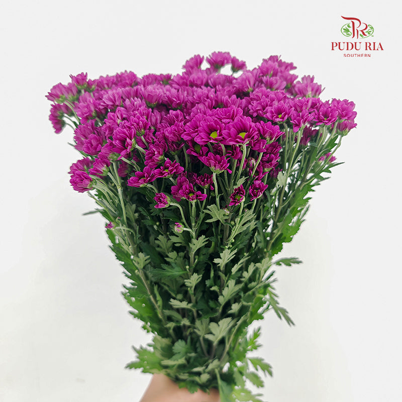Chrysanthemum Santini / Calimero Mini Daisy Dark Purple