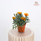 Gazania Silver