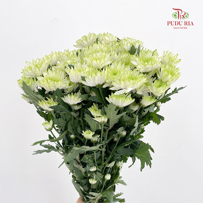 Chrysanthemum Pompom Green 1 - (10-12 Stems)