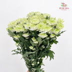 Chrysanthemum Pompom Green 1 - (10-12 Stems)
