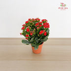 Kalanchoe Mixed (M)