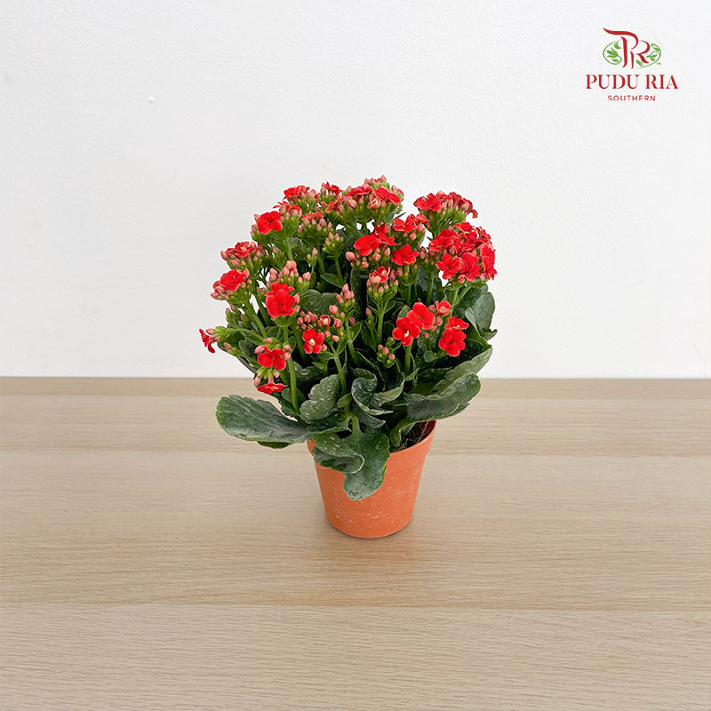 Kalanchoe Mixed (M)
