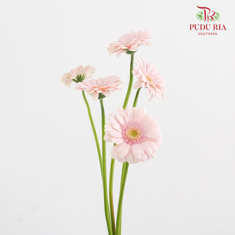 Gerbera Mini Bridal Kimsey - (5 Stems)
