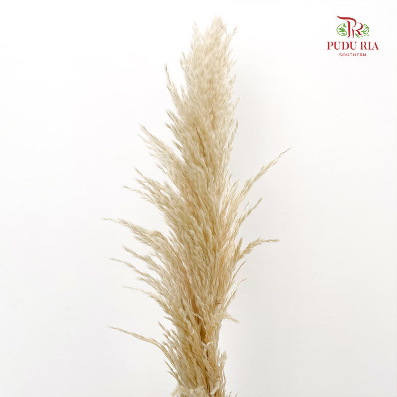 Cortaderia Pampas - 5 Stems