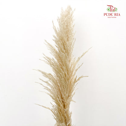 Cortaderia Pampas - 5 Stems