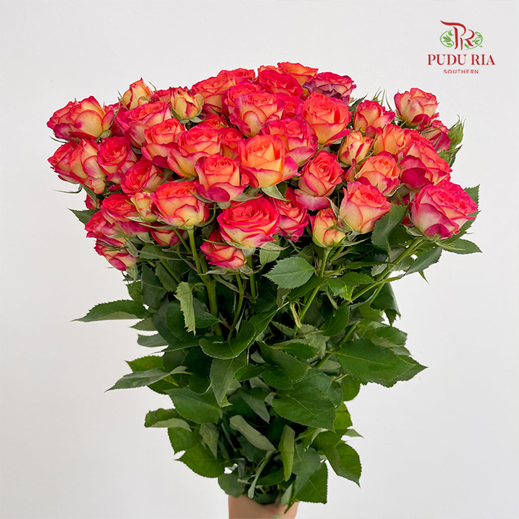 Rose Spray Yellow/Orange 杏色蕾丝多头玫瑰 - (8-10 Stems)