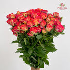Rose Spray Yellow/Orange 杏色蕾丝多头玫瑰 - (8-10 Stems)