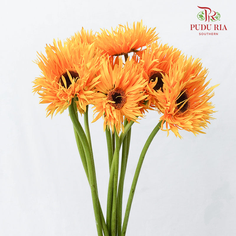 Gerbera Spider Orange Yellow - (8-10 Stems)