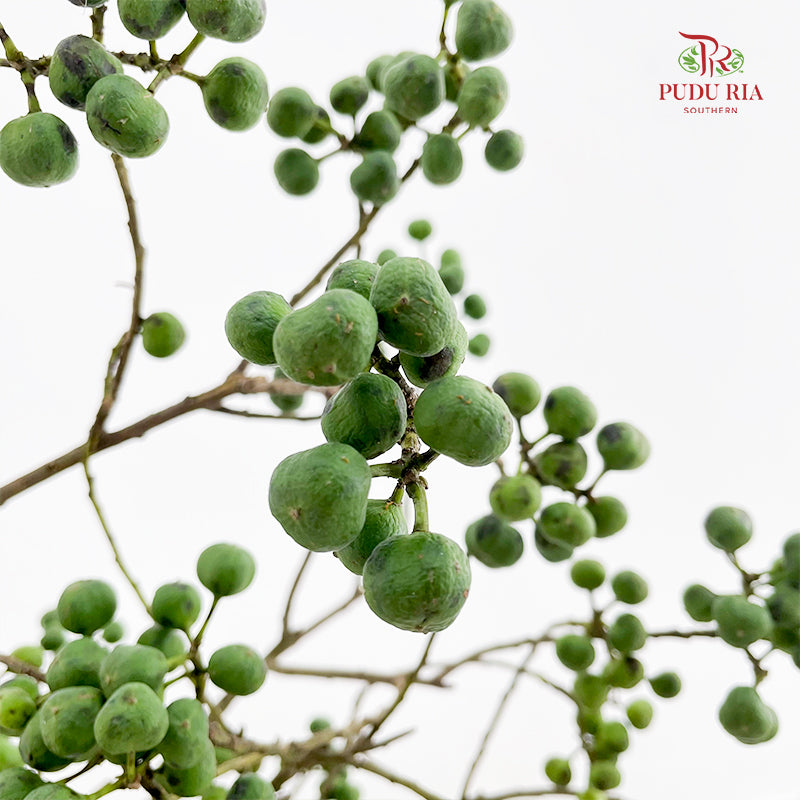 Sapium Sebiferum Green 乌臼 - (Per Bundle)
