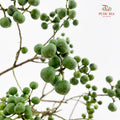 Sapium Sebiferum Green 乌臼 - (Per Bundle)