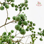 Sapium Sebiferum Green 乌臼 - (Per Bundle)