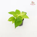 Money Plant Rar / Gold