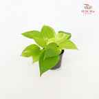 Money Plant Rar / Gold