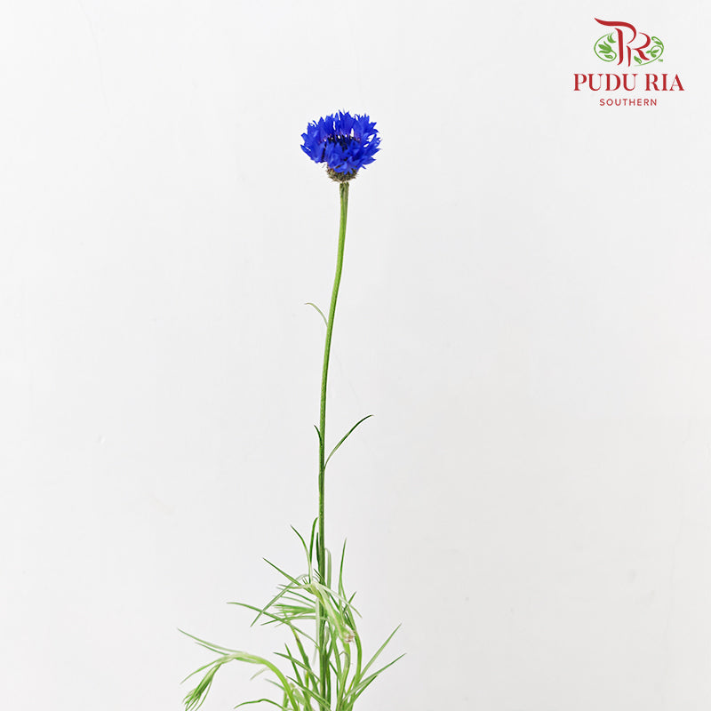 Cornflower Blue 矢车菊 - (Per Bundle)